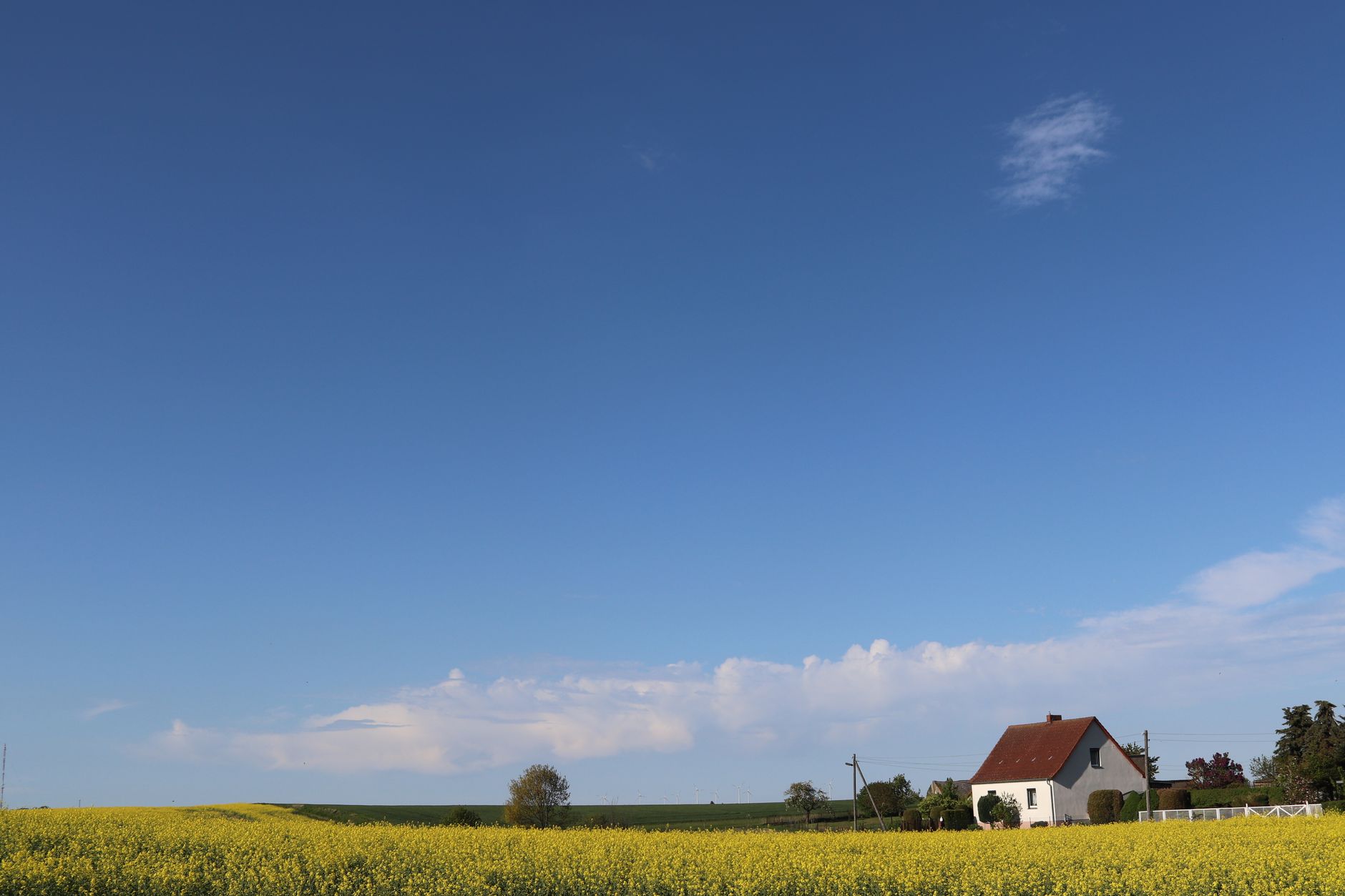 Et hvidt hus med rødt tag ved en gul rapsmark under blå himmel